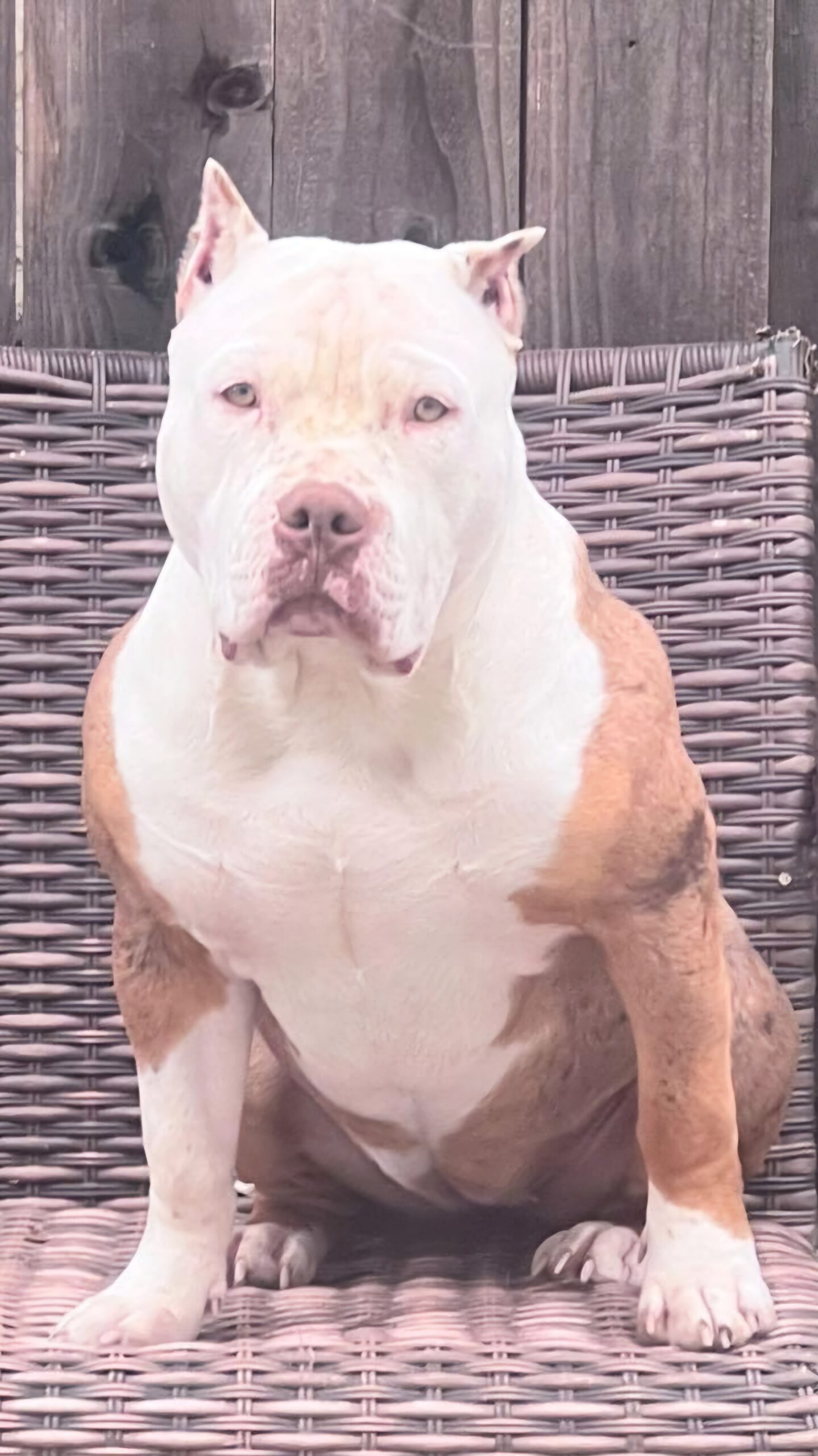 Dog Featured Image