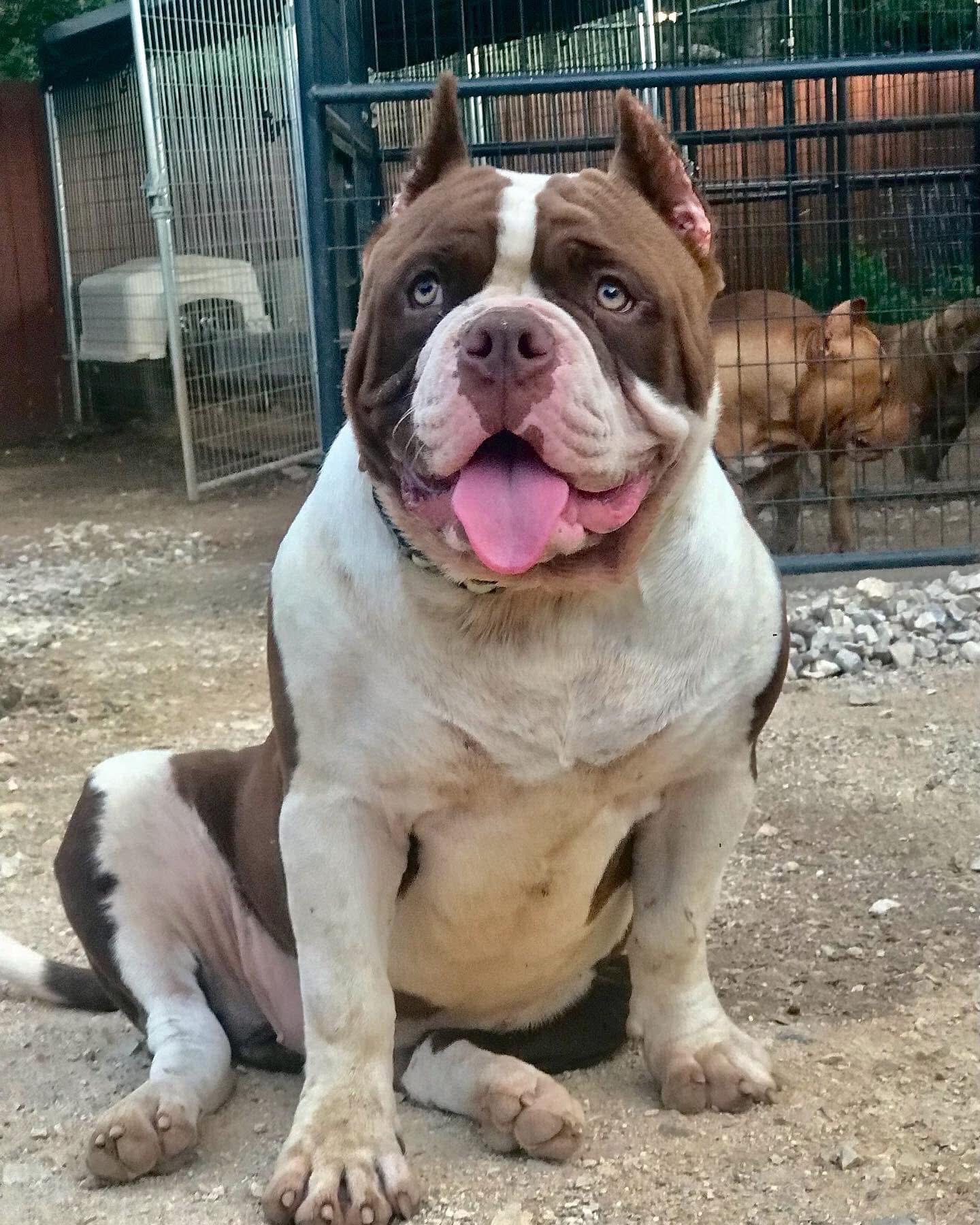 Dog Featured Image