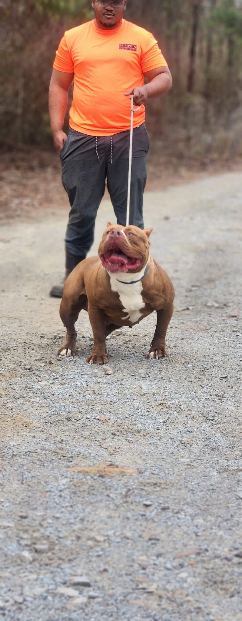 Dog Featured Image