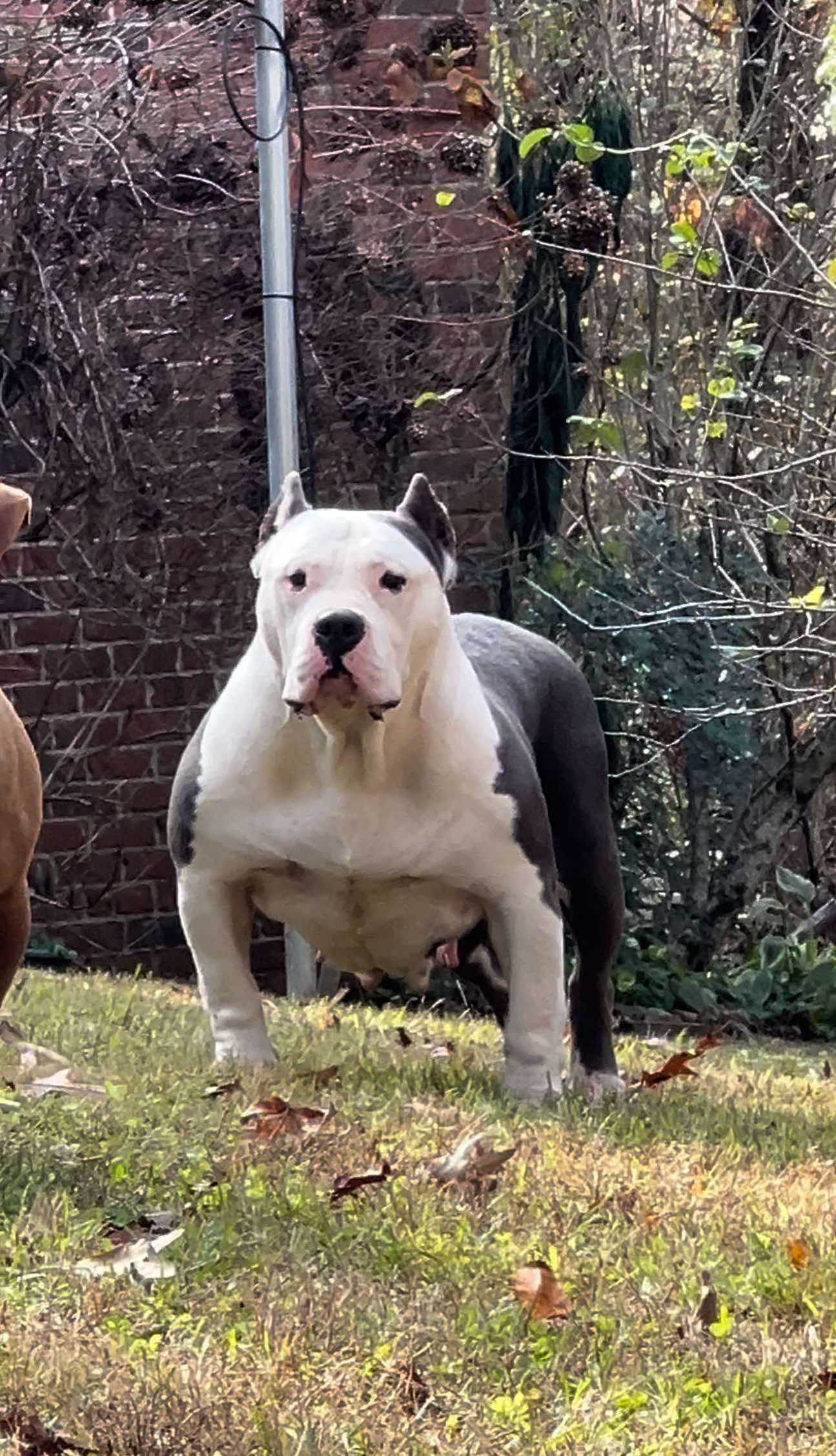 Dog Featured Image