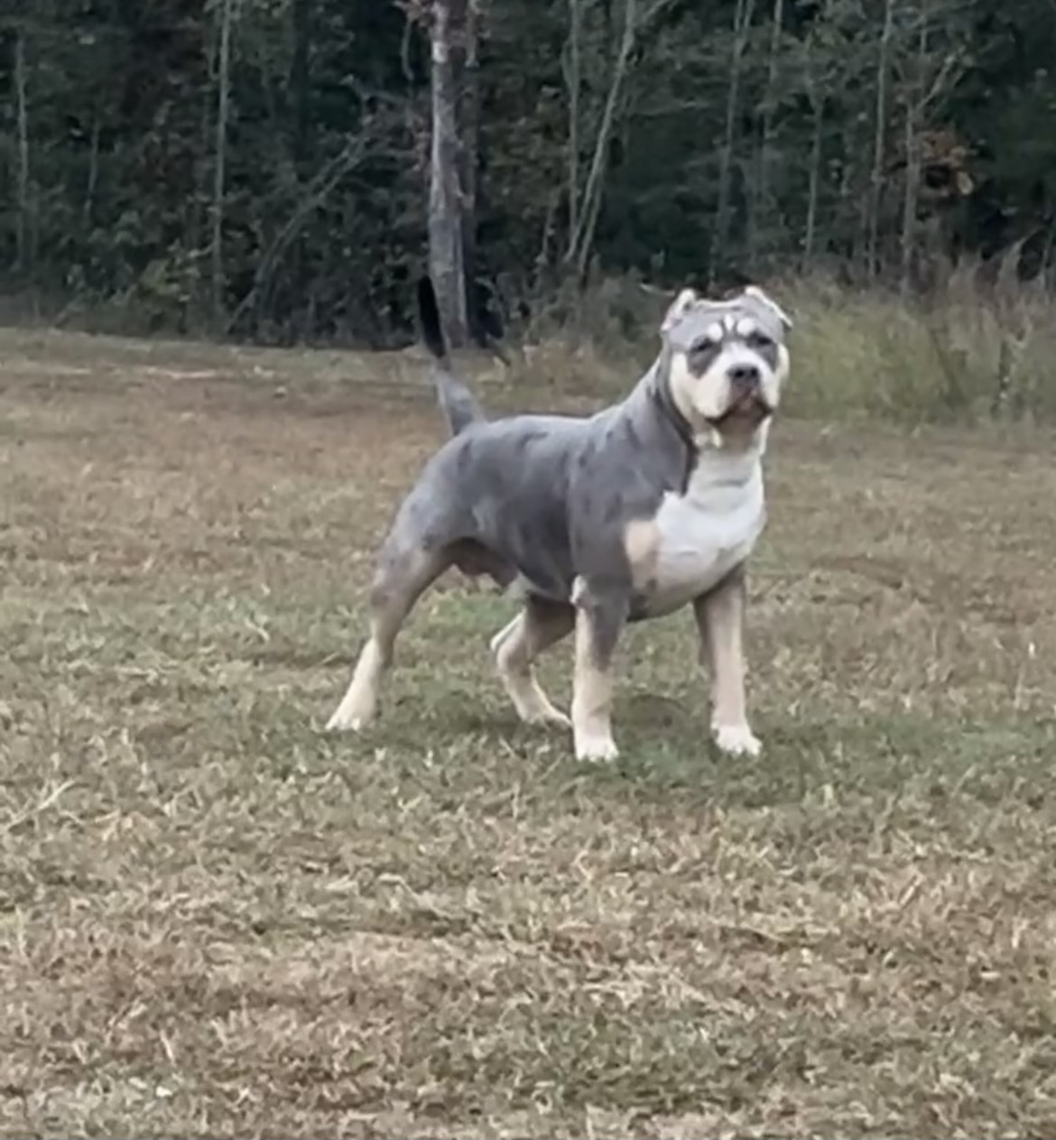 Dog Featured Image