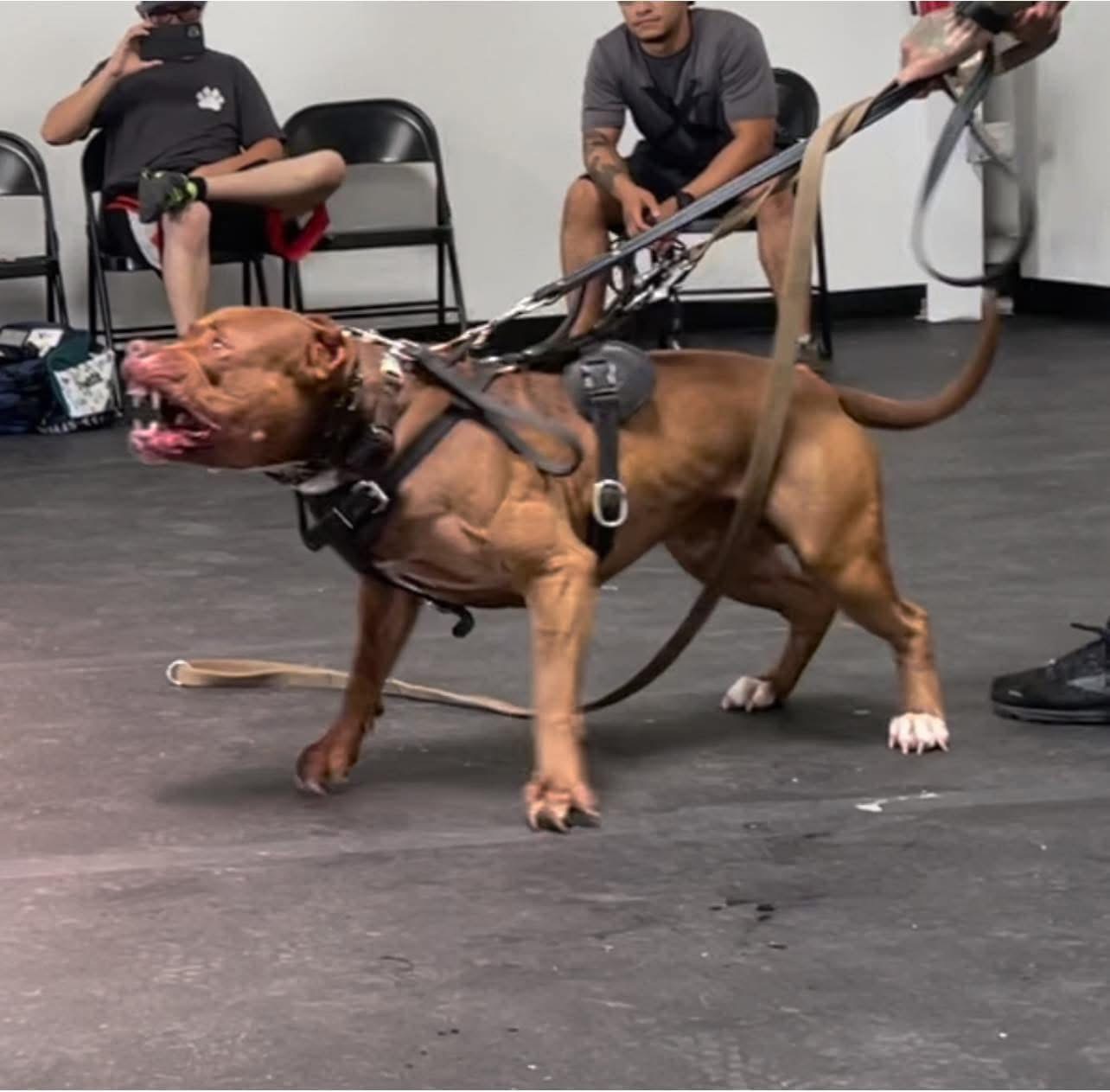 Dog Featured Image