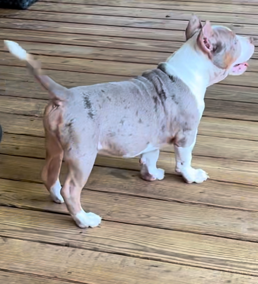Dog Featured Image