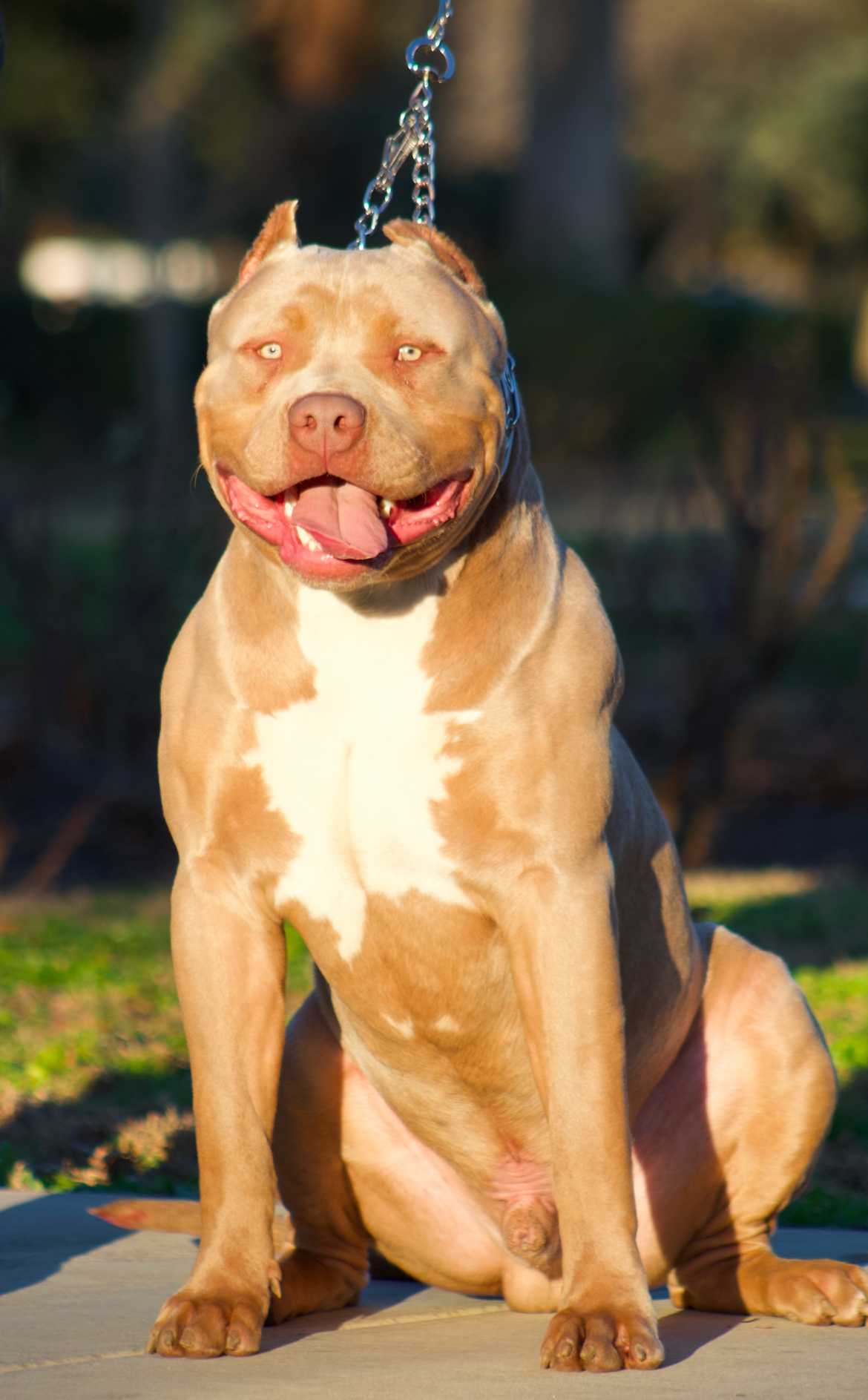 Dog Featured Image