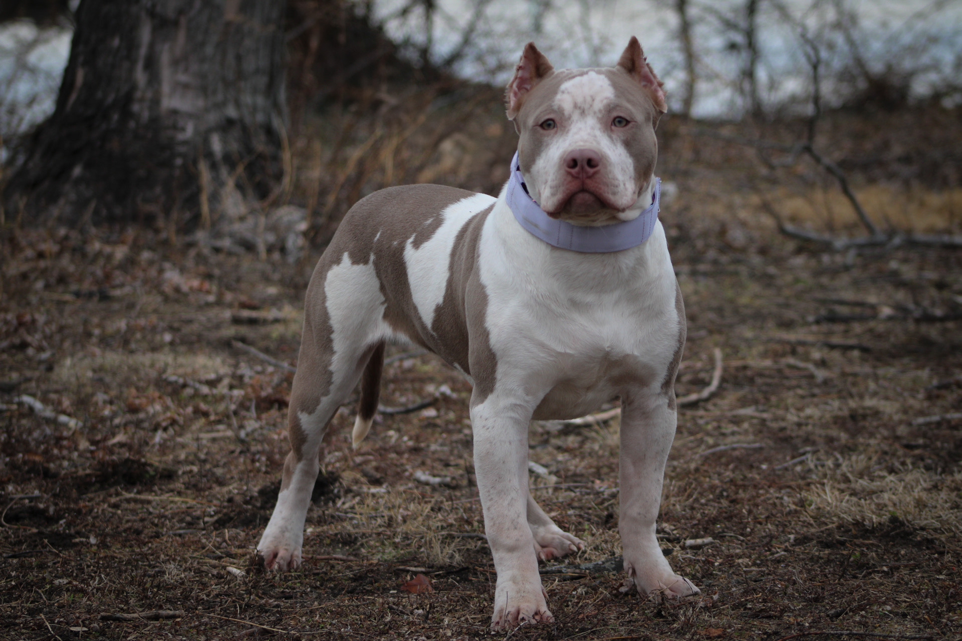 Dog Featured Image