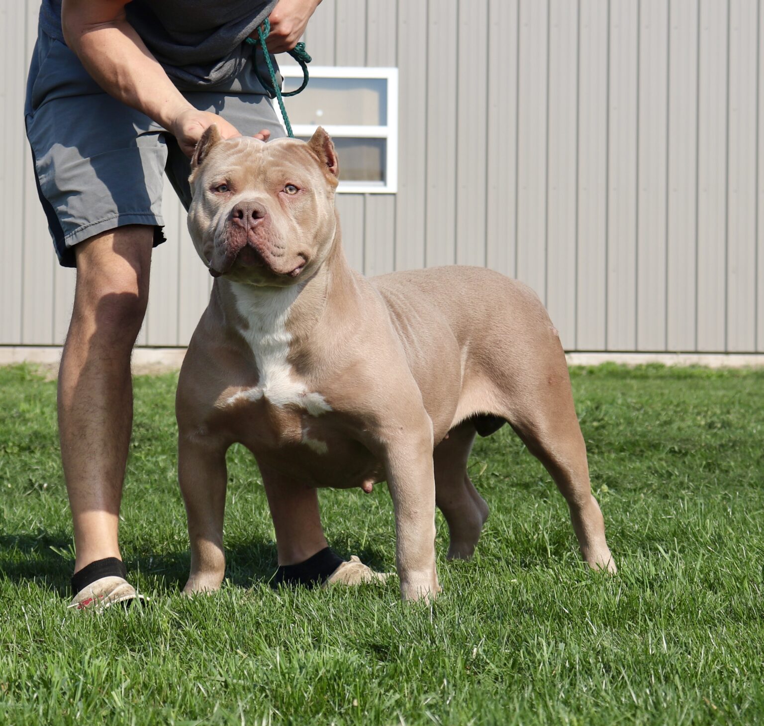 Dog Featured Image