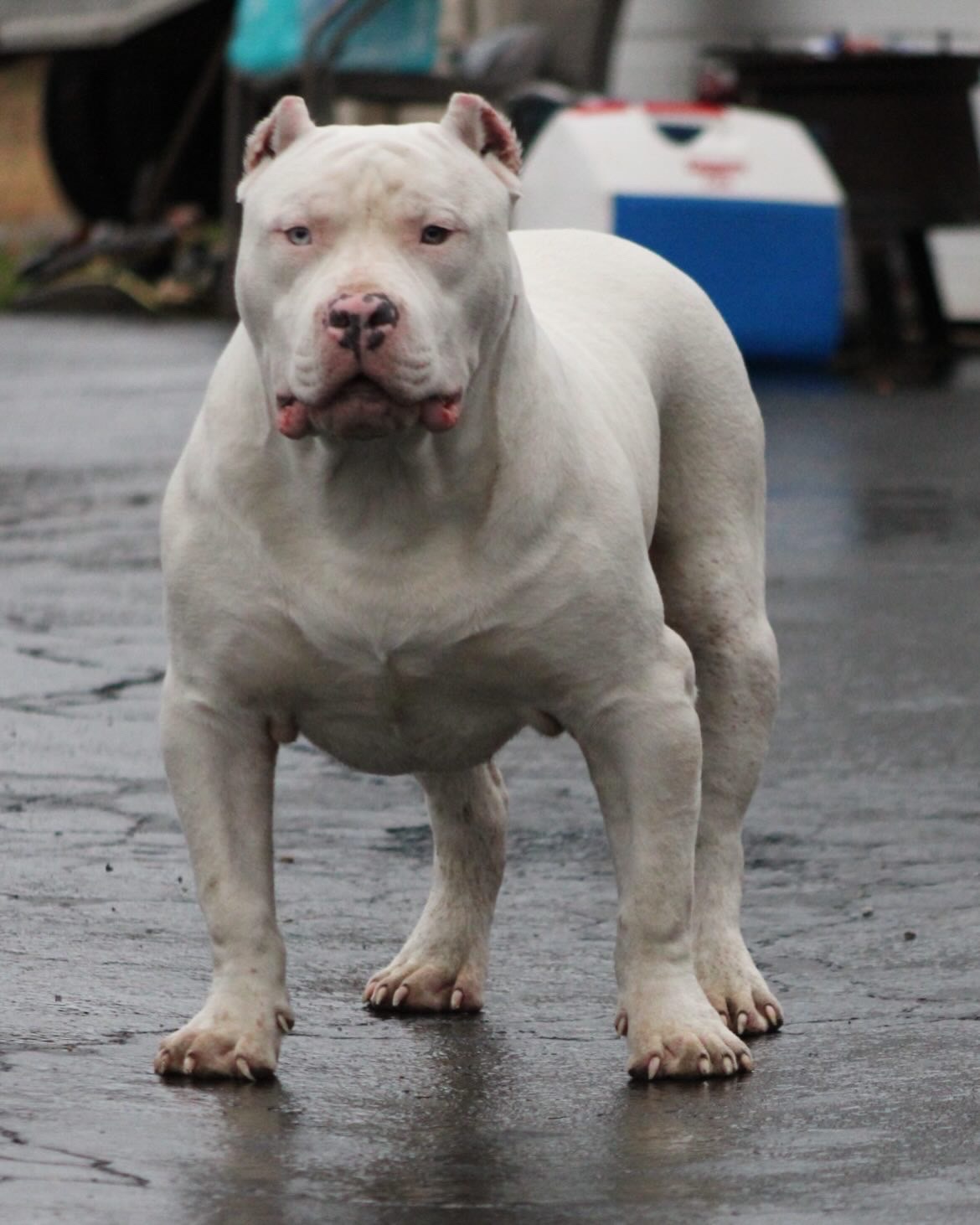 Dog Featured Image
