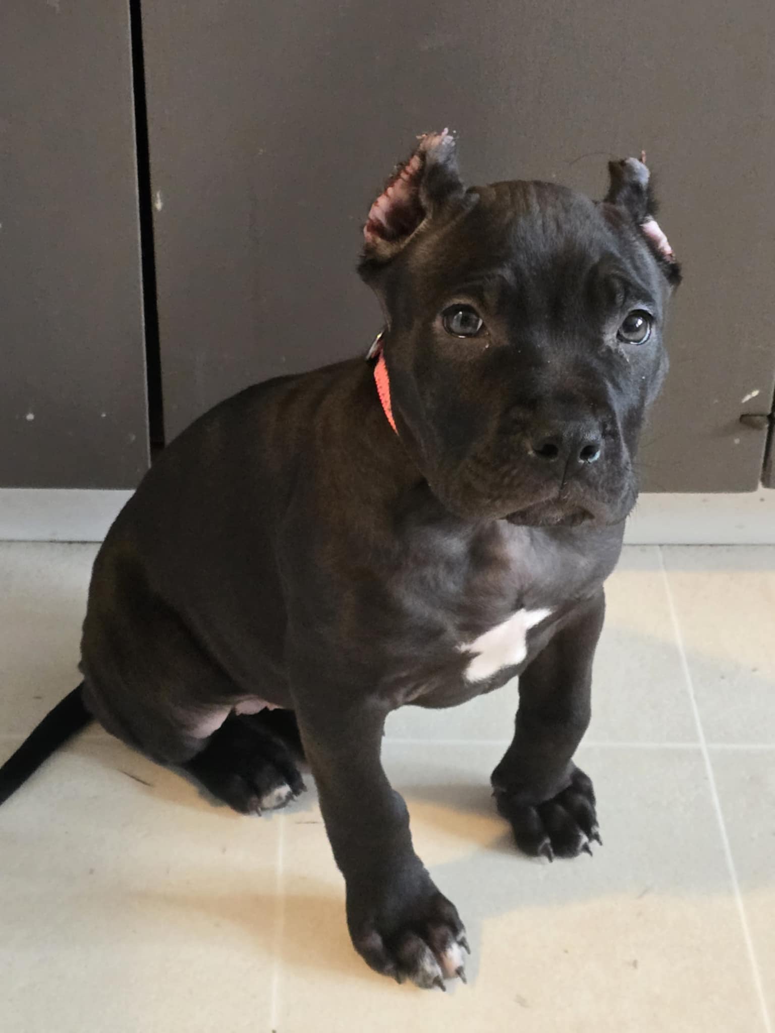 Dog Featured Image