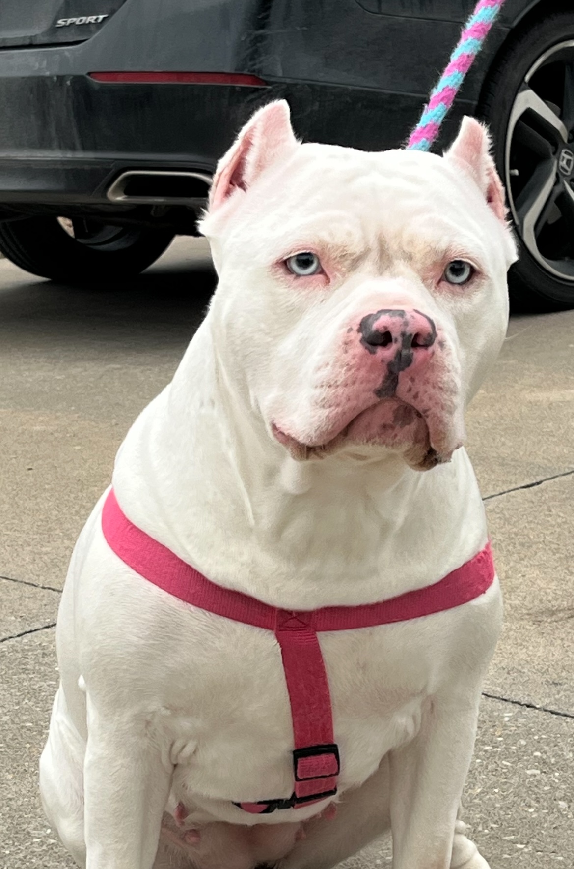 Dog Featured Image