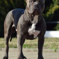 Dog Featured Image