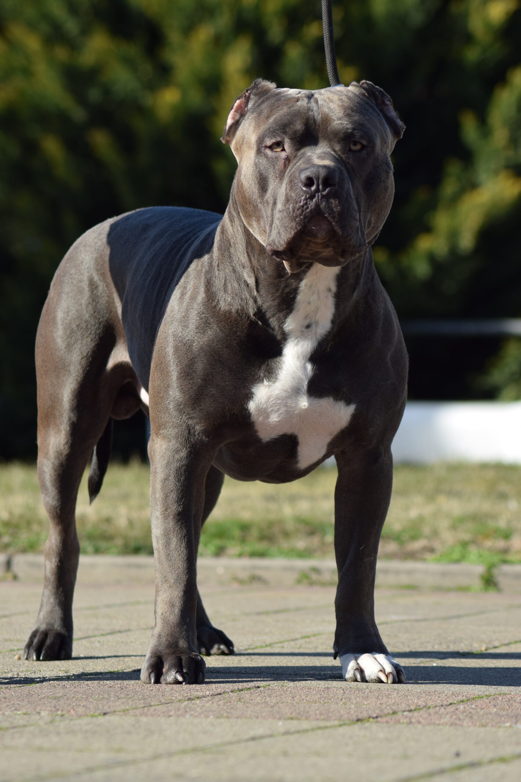 Dog Featured Image