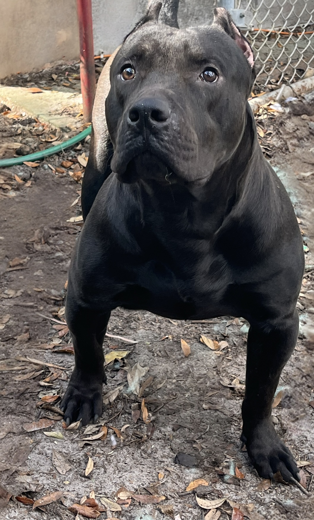 Dog Featured Image