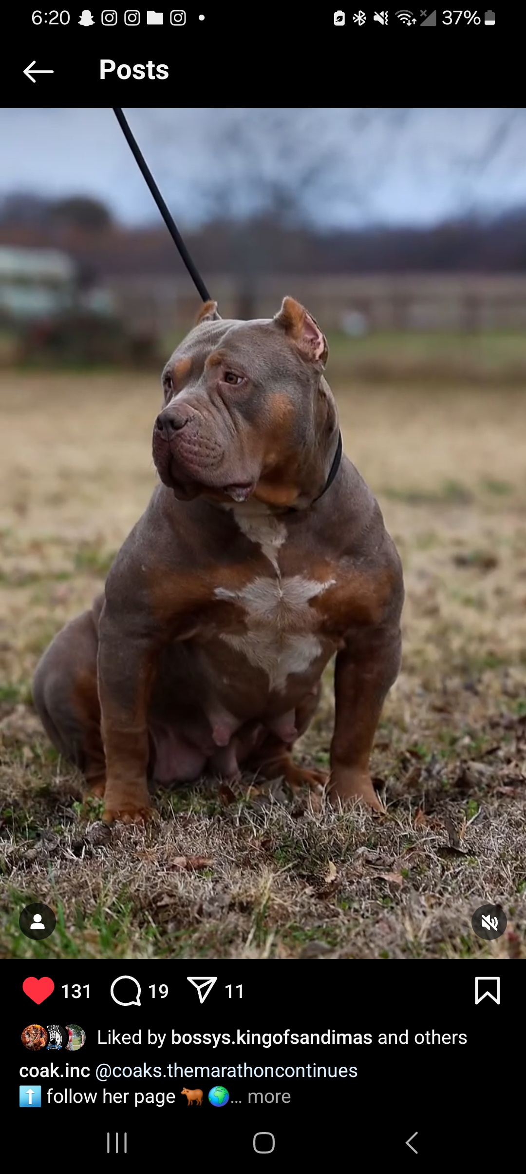 Dog Featured Image
