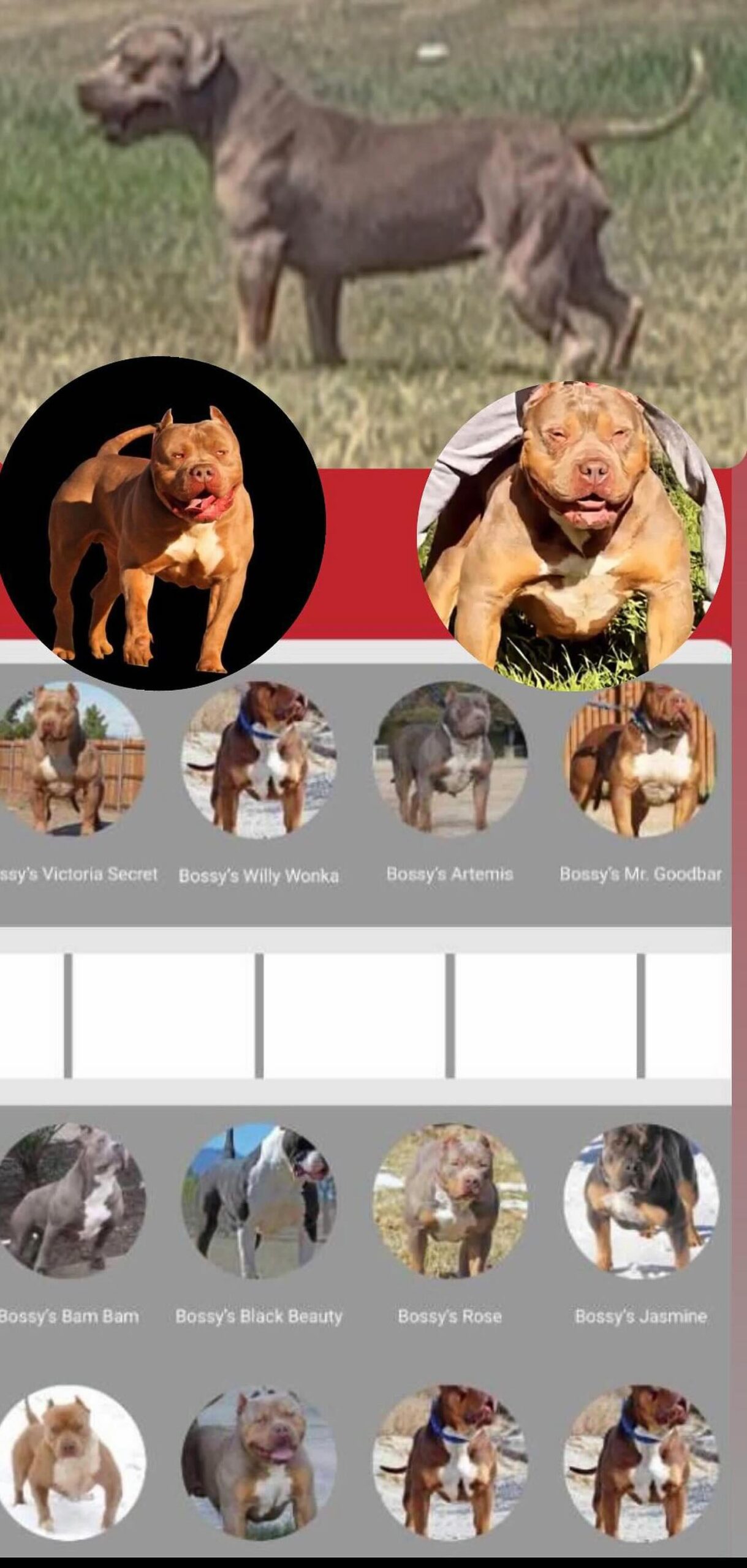 Dog Featured Image
