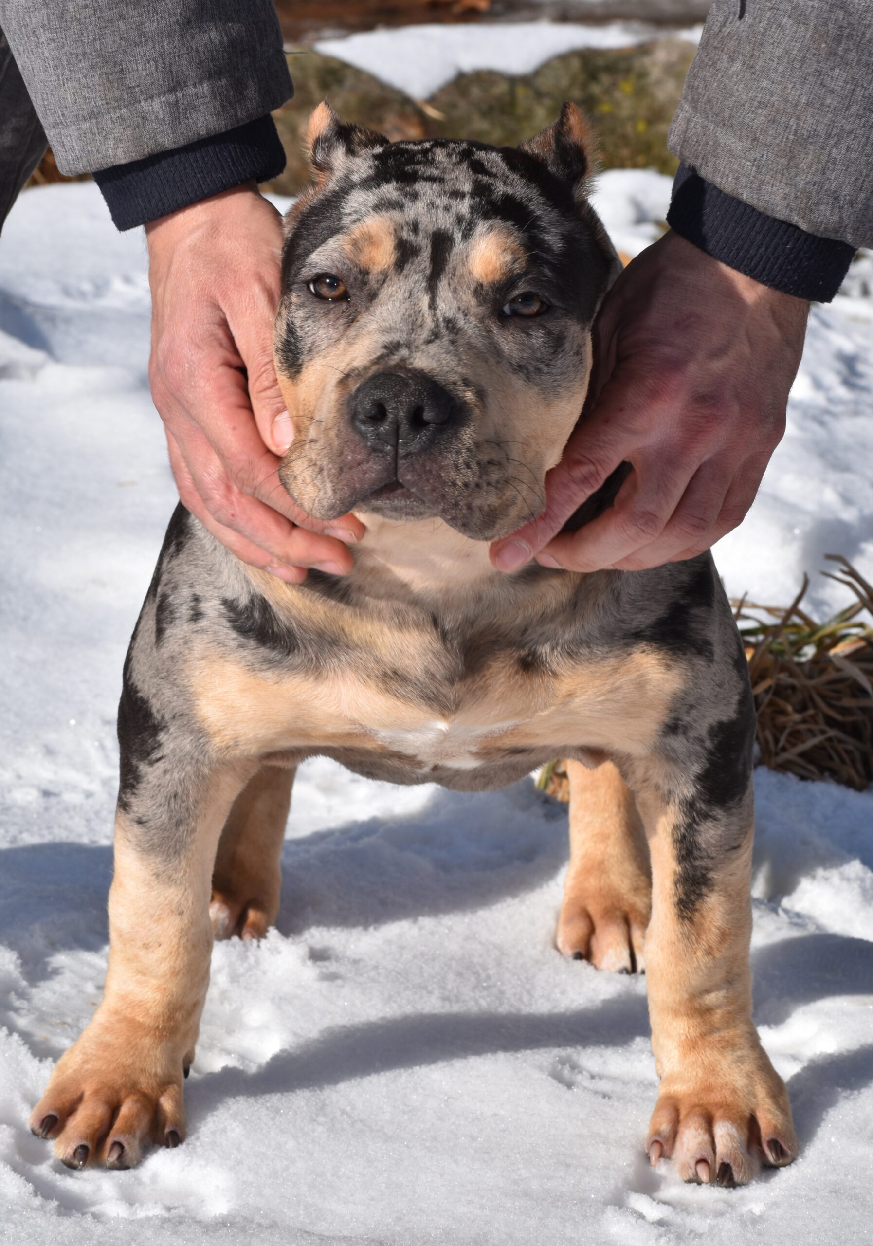 Dog Featured Image