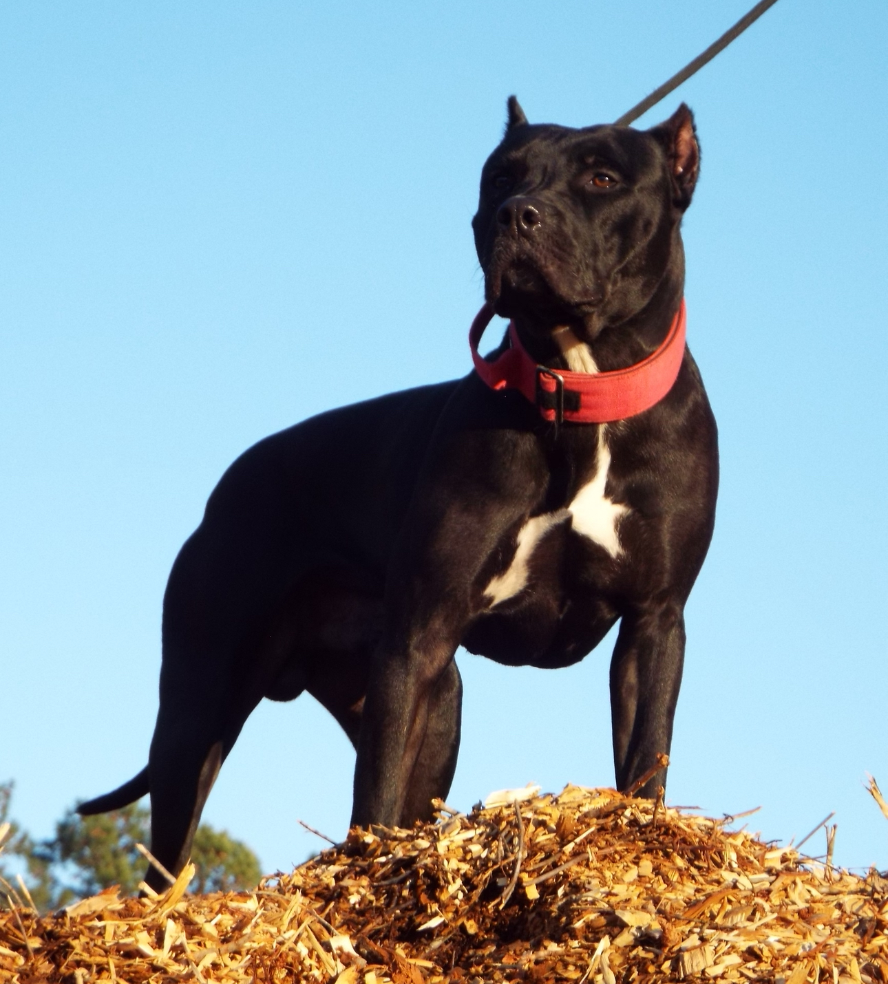 Dog Featured Image