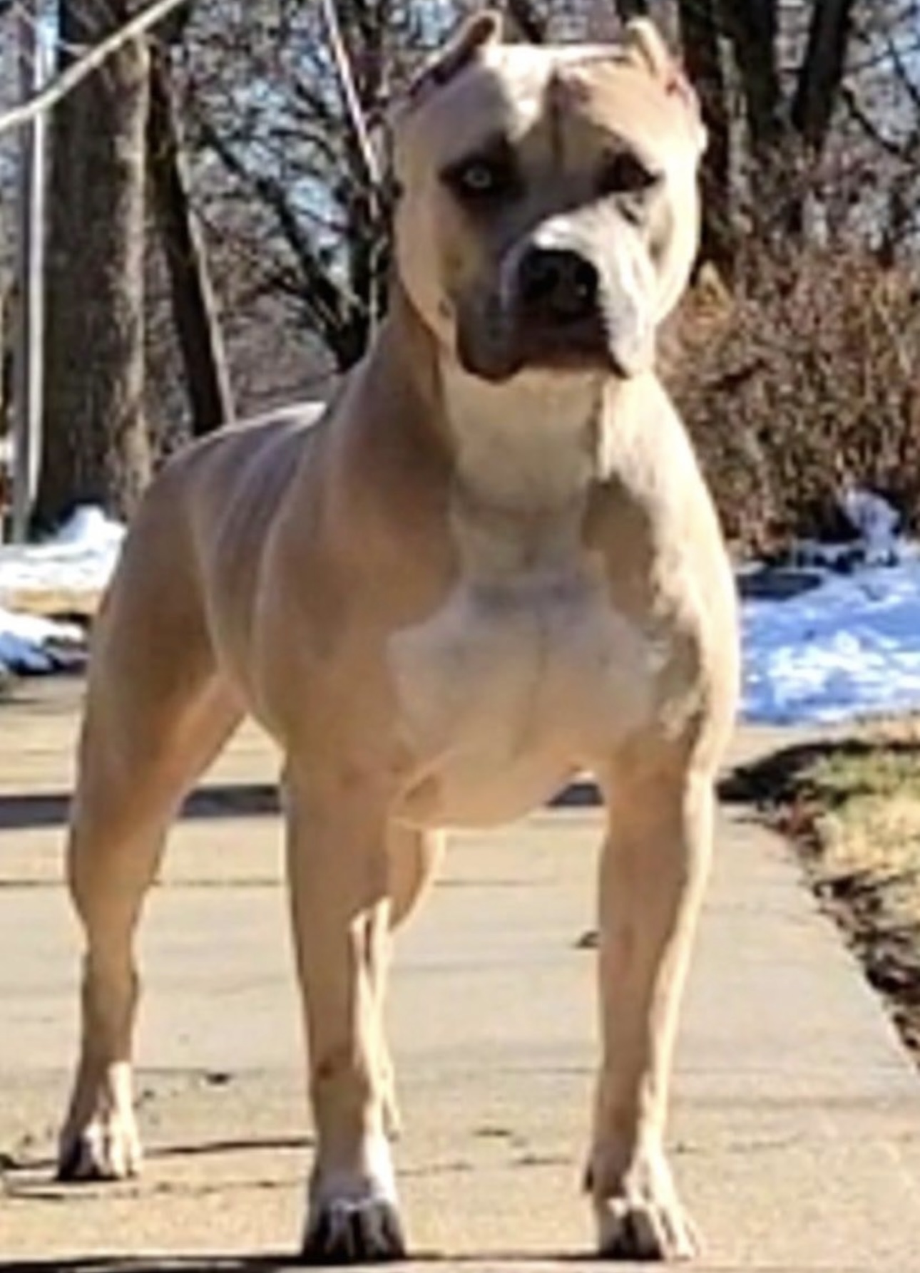 Dog Featured Image