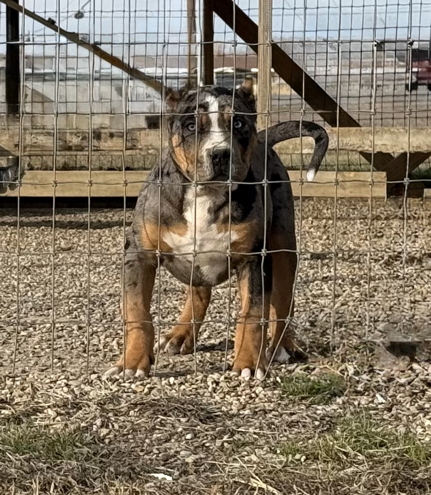 Dog Featured Image