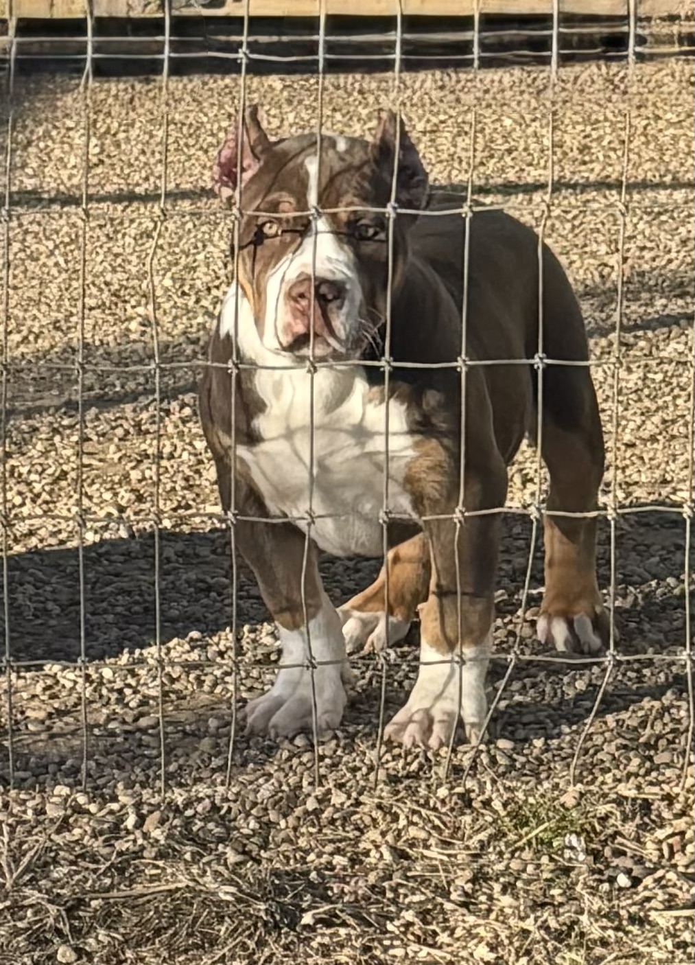 Dog Featured Image