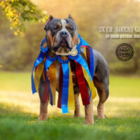 Dog Featured Image