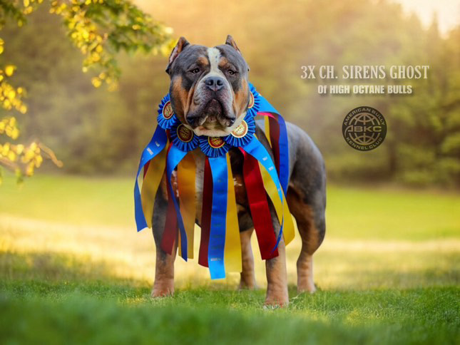 Dog Featured Image