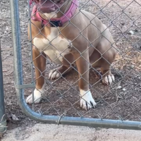 FourPointsKennels NALA