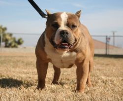 Dog Featured Image