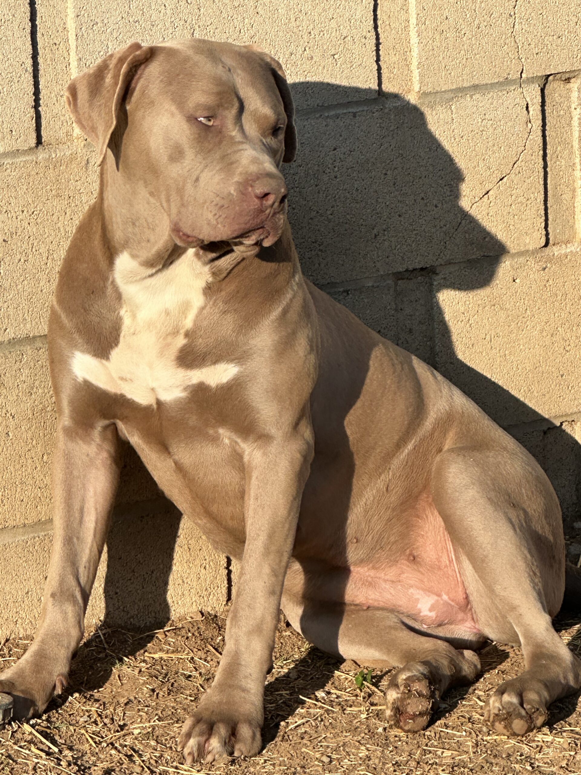 Dog Featured Image