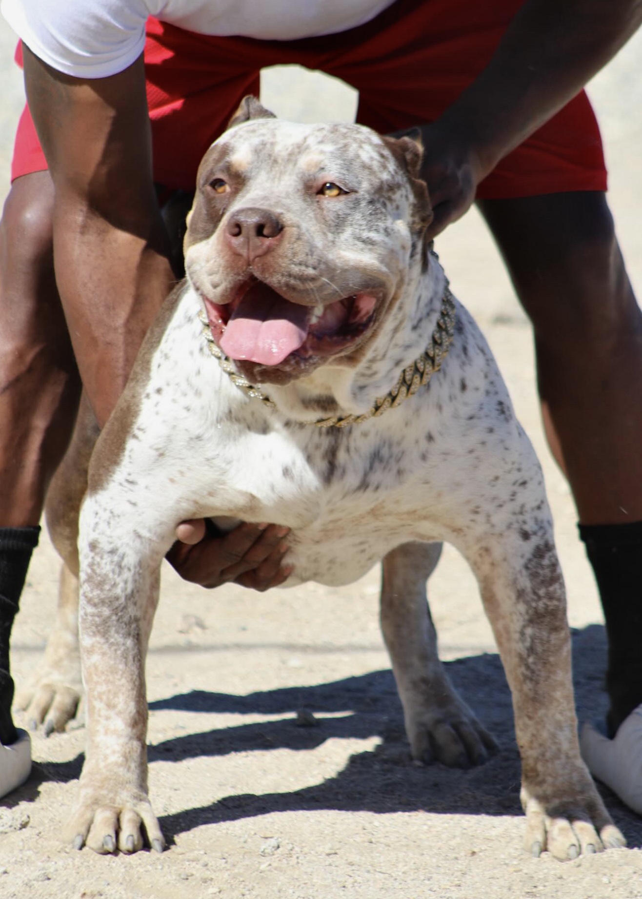 Dog Featured Image