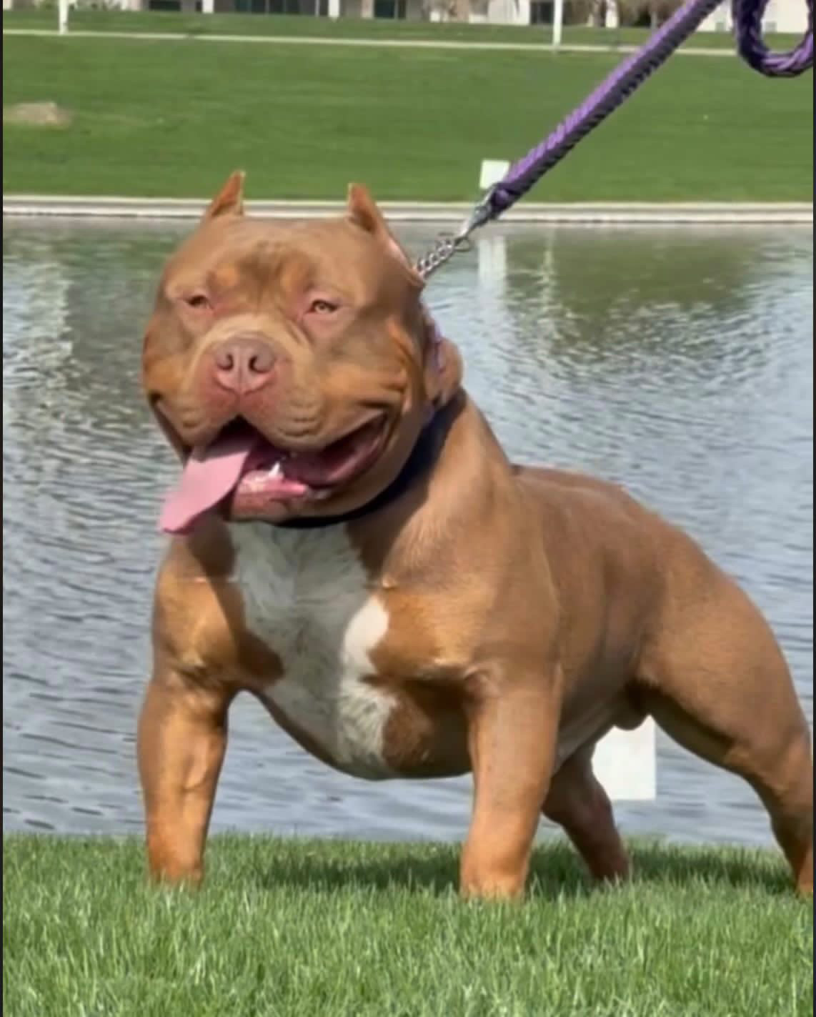 Dog Featured Image