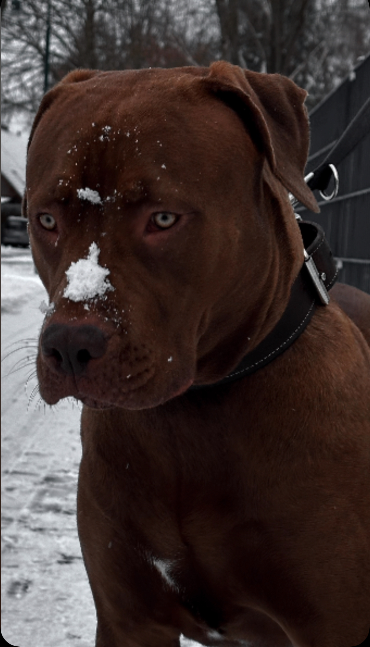 Dog Featured Image