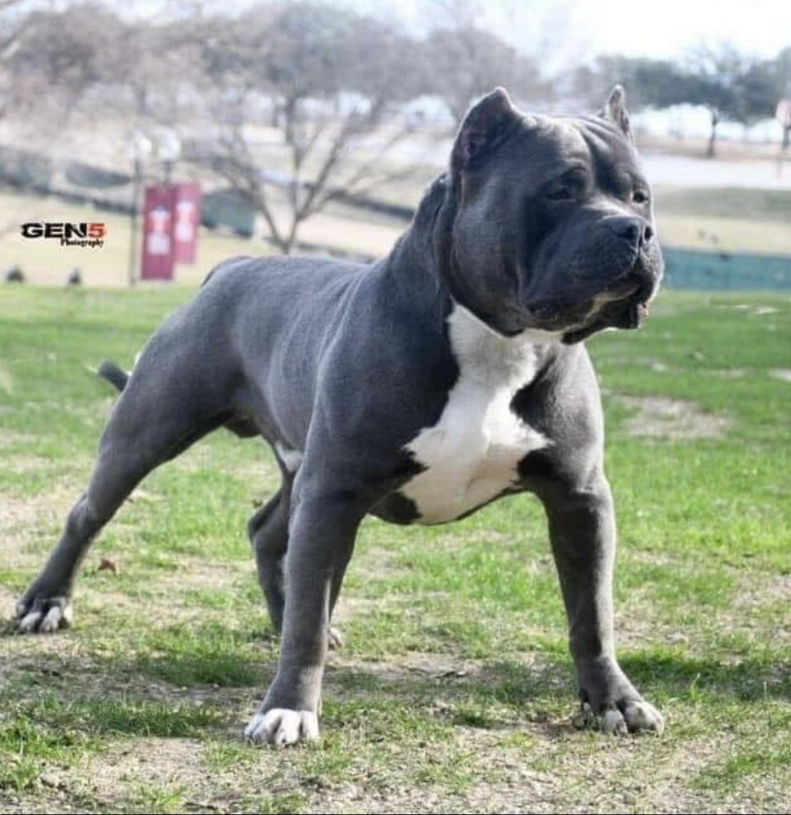 Dog Featured Image