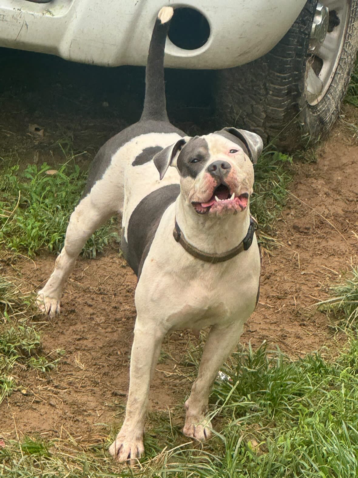 Dog Featured Image