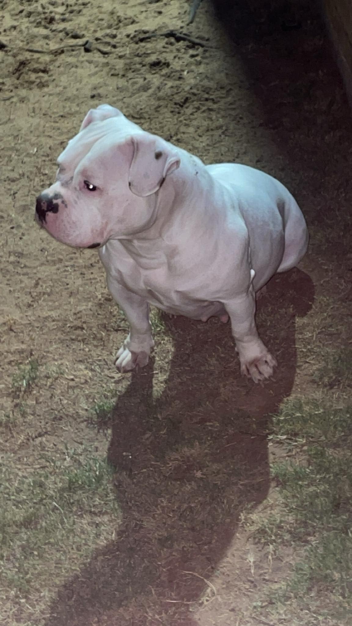 Dog Featured Image