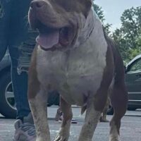Dog Featured Image