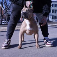 Dog Featured Image