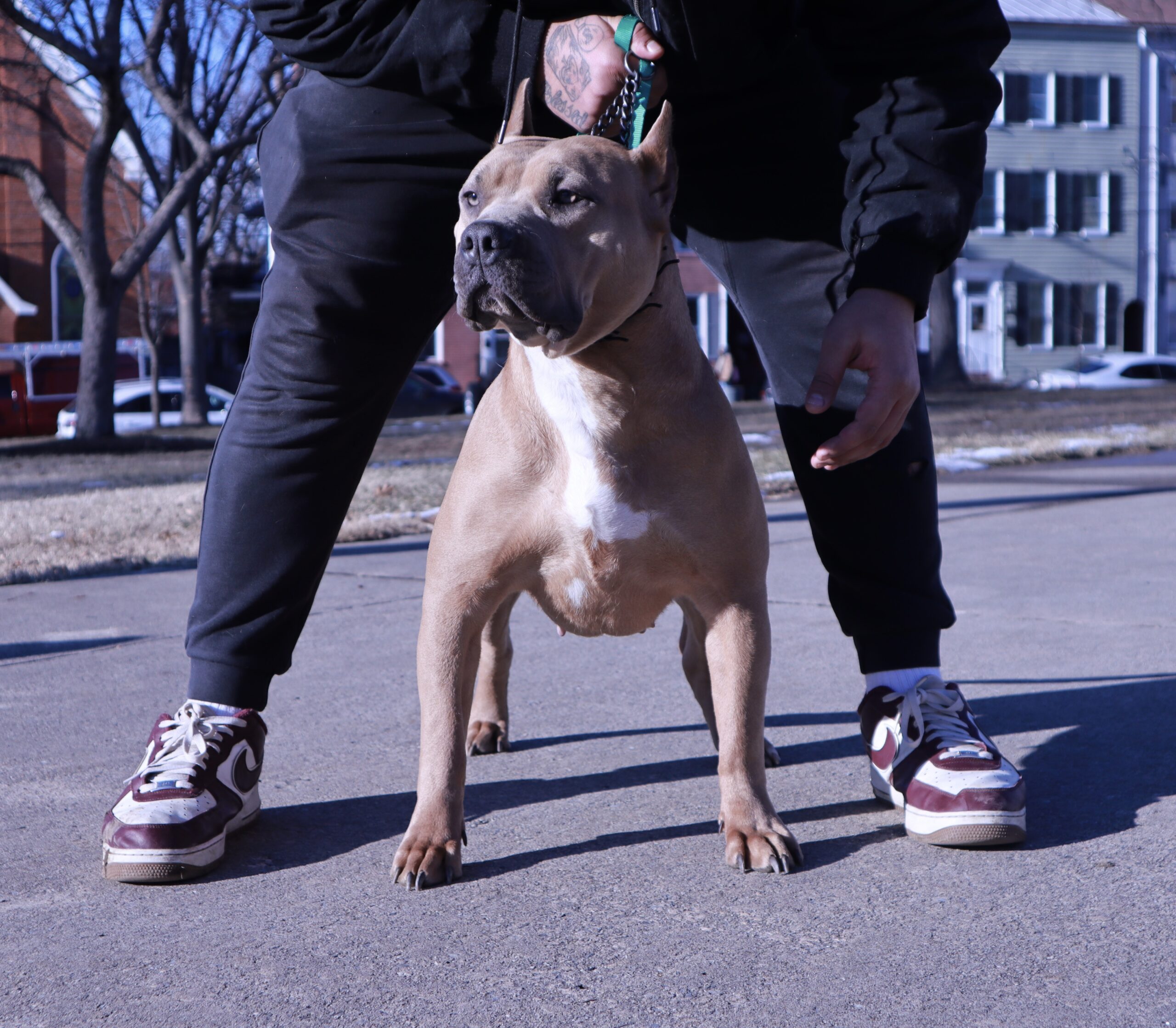 Dog Featured Image