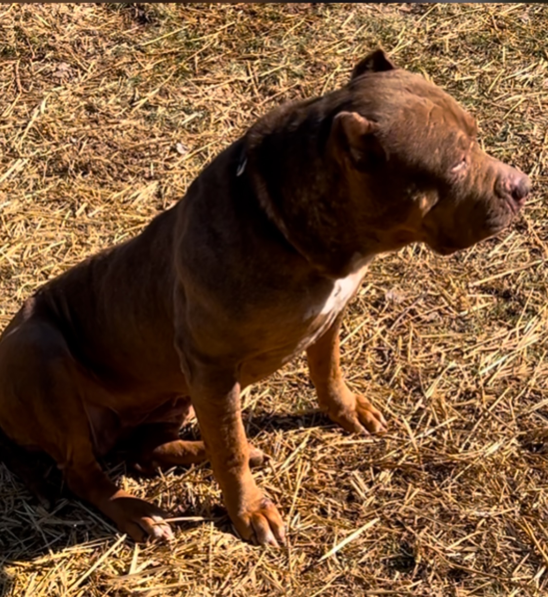 Dog Featured Image
