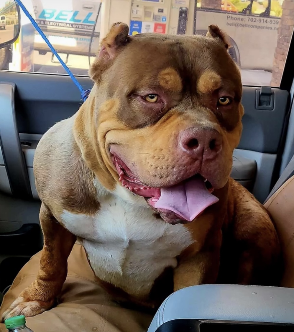 Dog Featured Image
