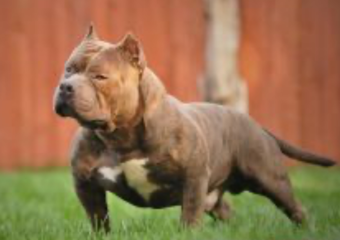 Dog Featured Image