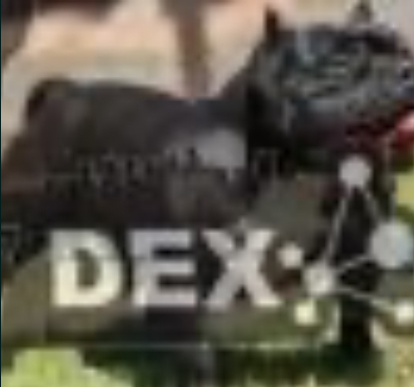 Dog Featured Image