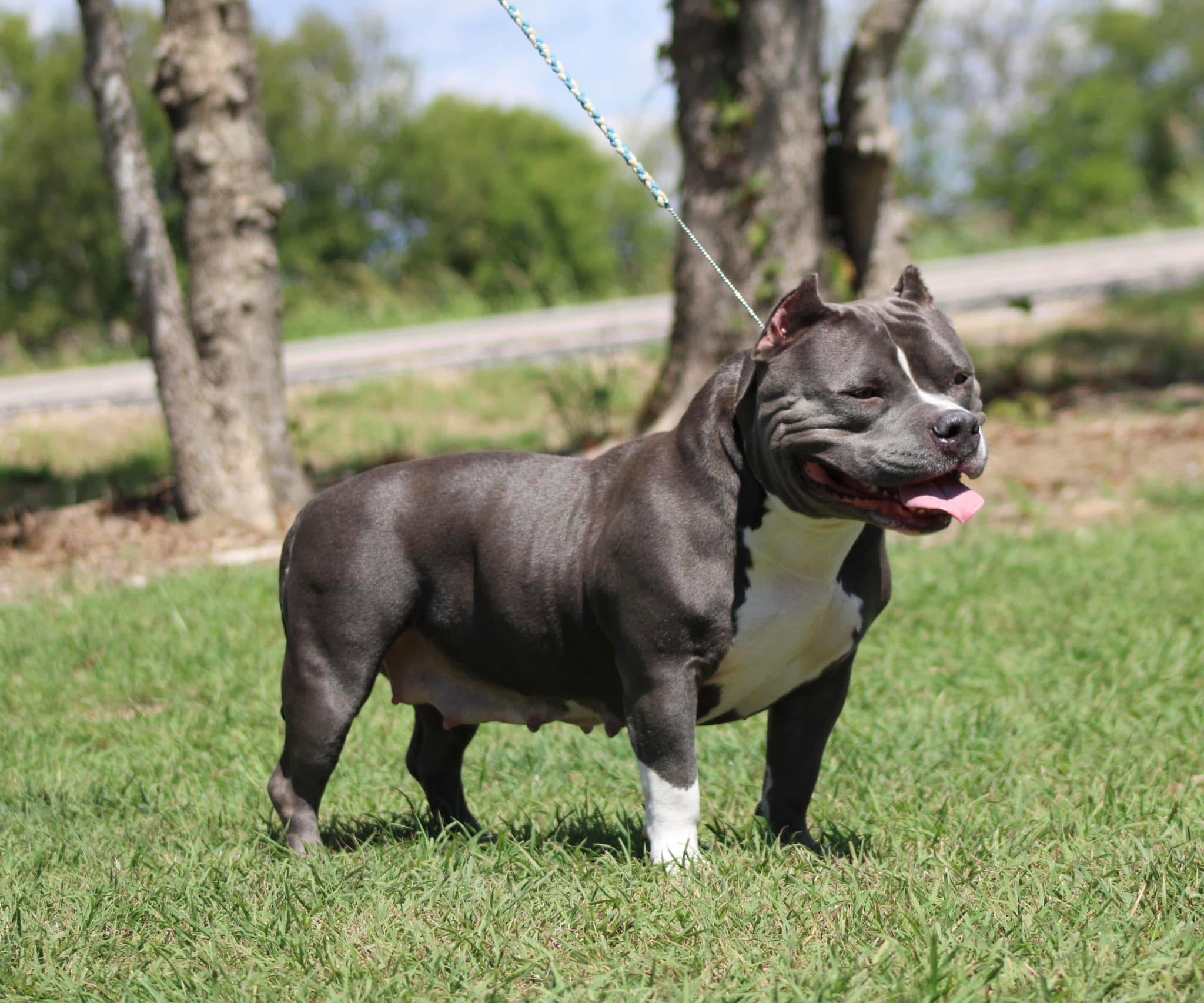 Dog Featured Image