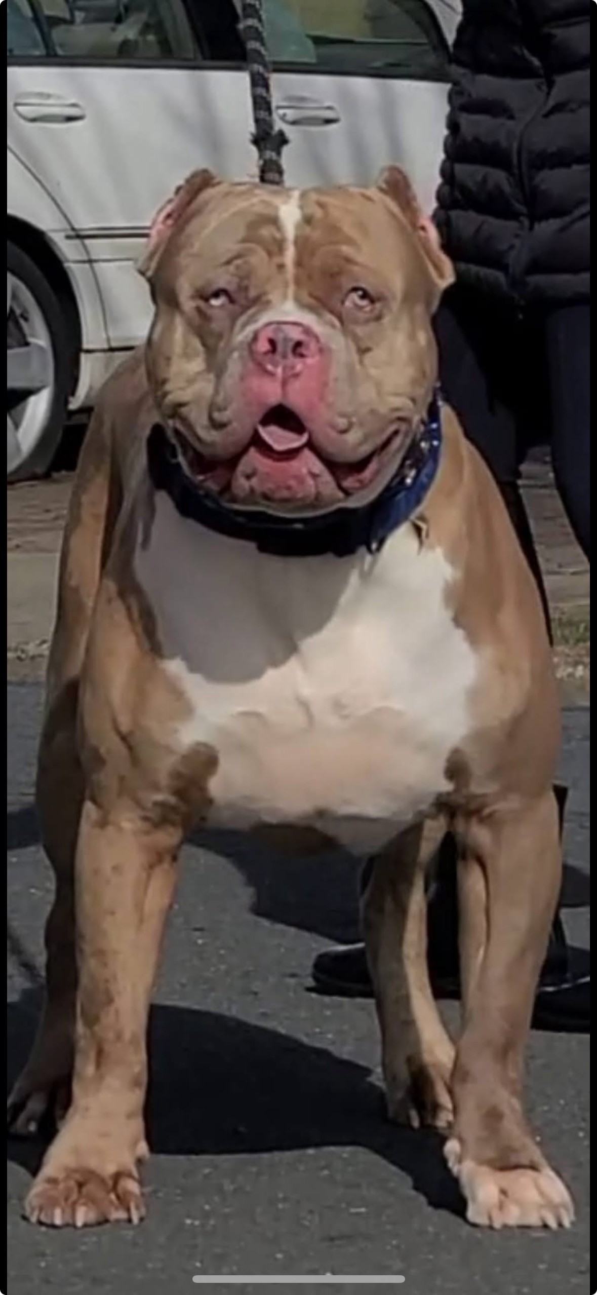 Dog Featured Image