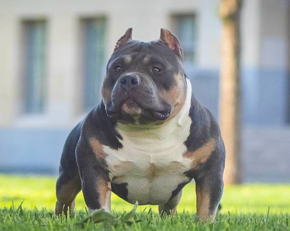 Dog Featured Image