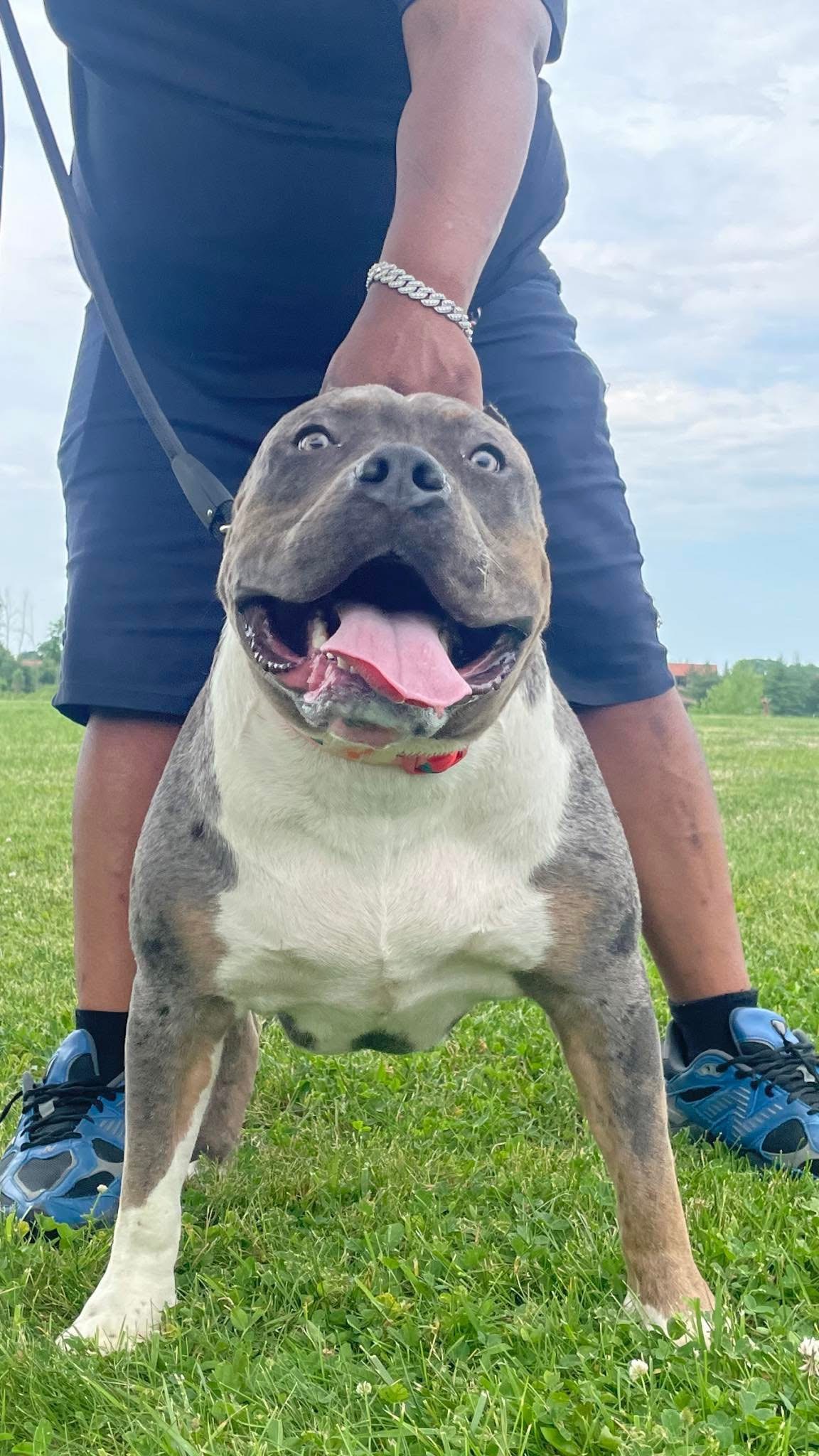Dog Featured Image