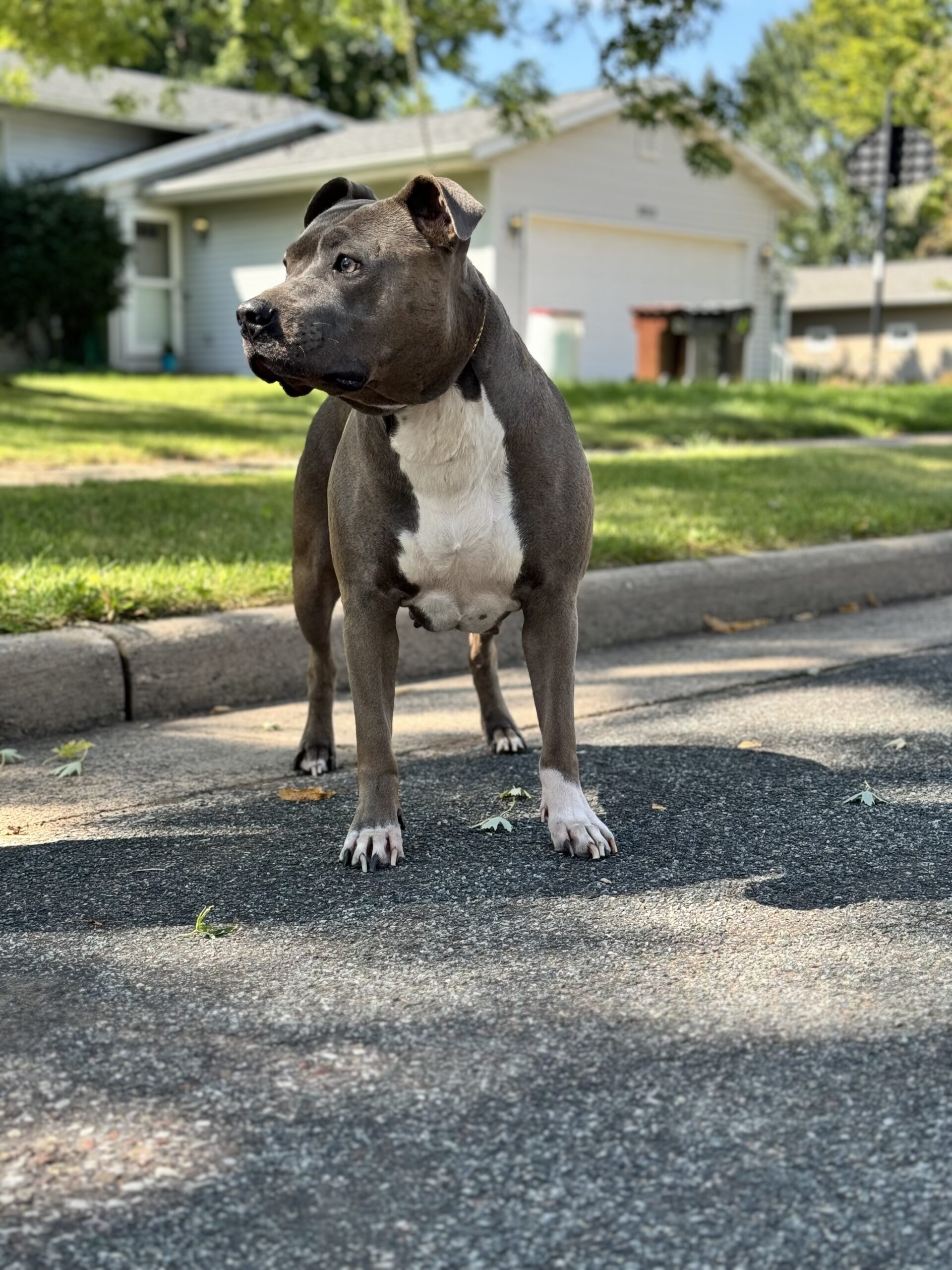 Dog Featured Image