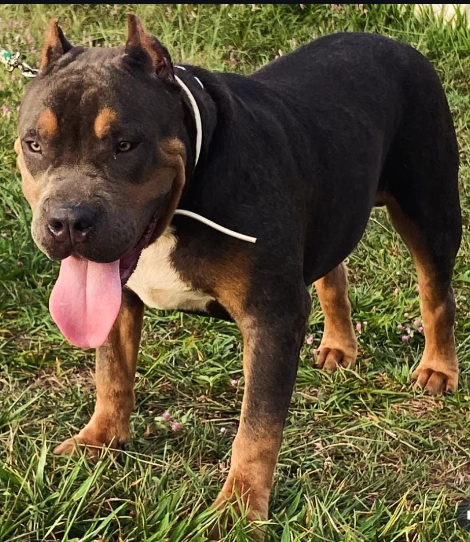 Dog Featured Image