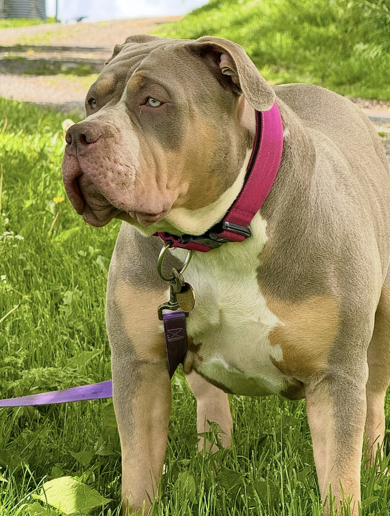Dog Featured Image