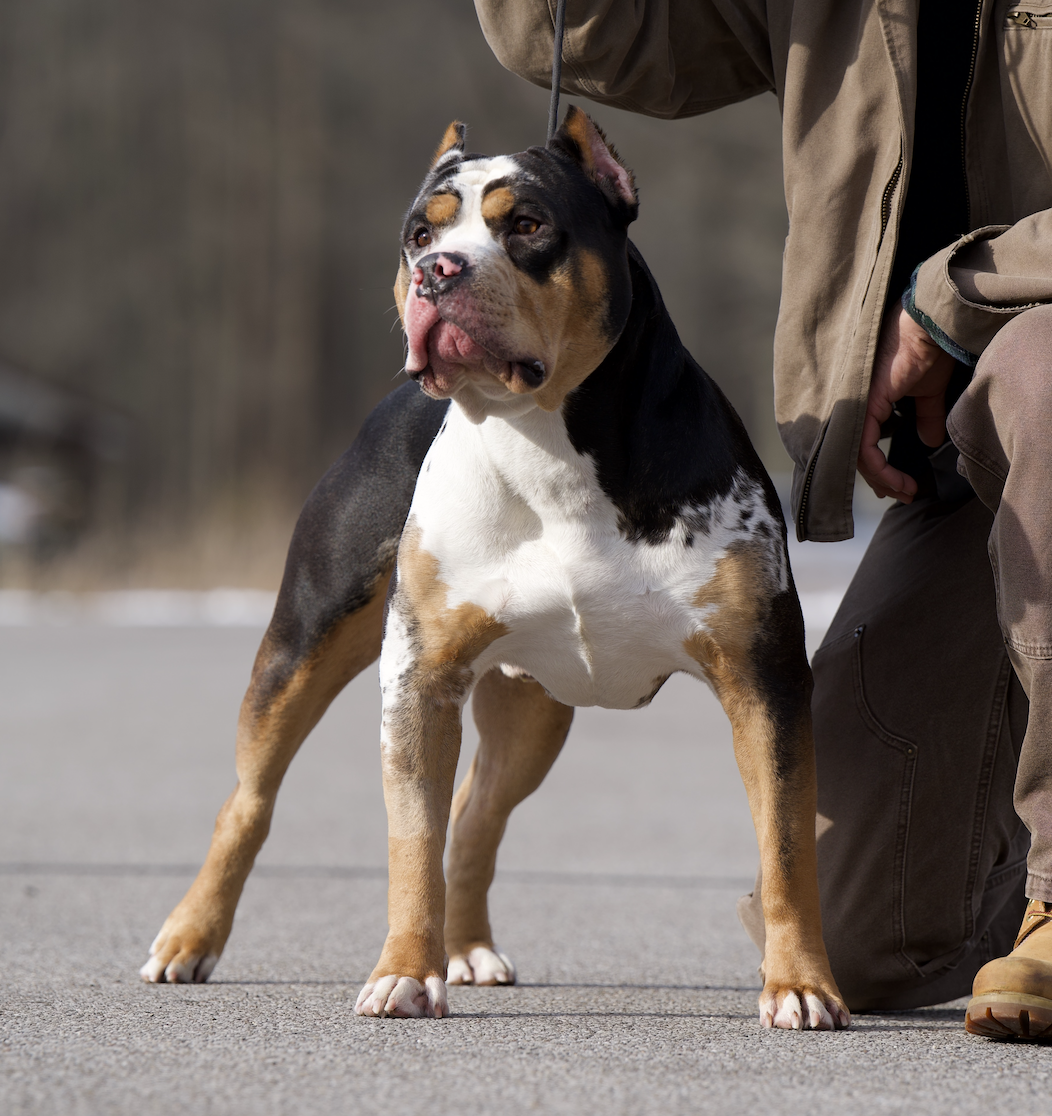 Dog Featured Image