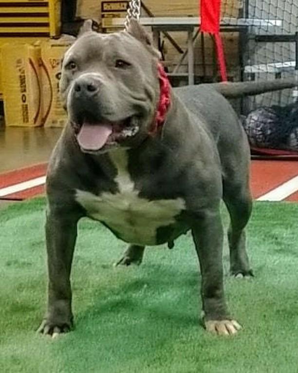 Dog Featured Image